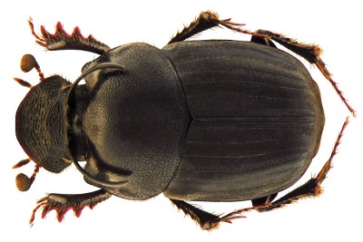 Onthophagus taurus.